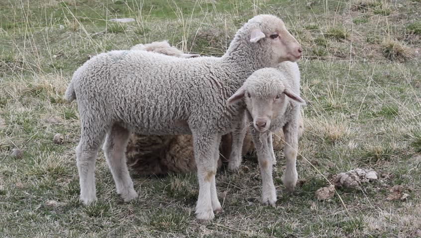 Ewe with her two lambs to pasture
