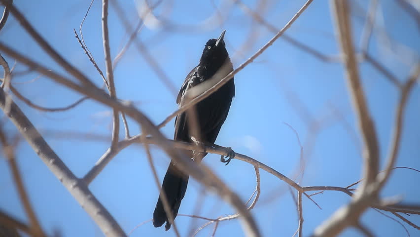 black bird sitting in a tree chirping