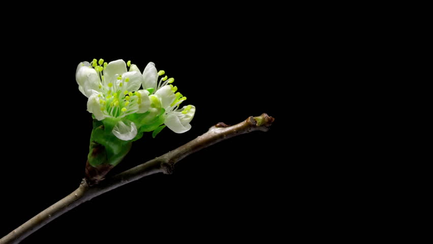 Cherry flowers blossom bud growing isolated on black background.