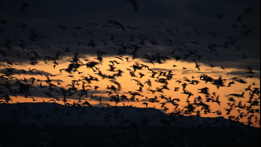 Flocks of birds flying