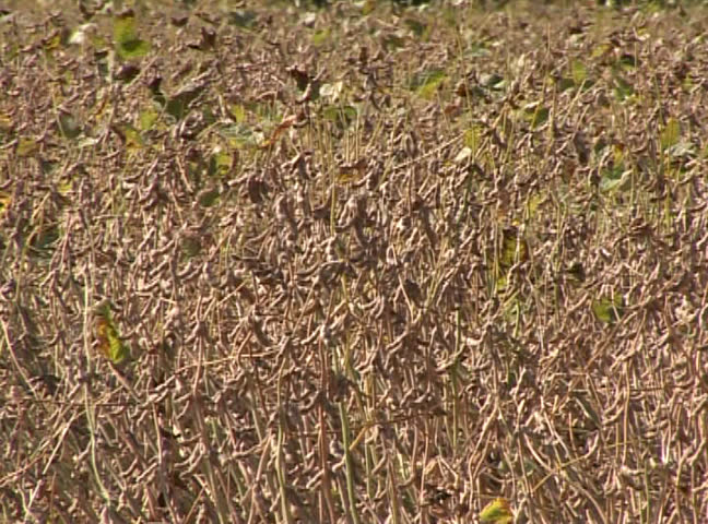Soybean seeds in a field