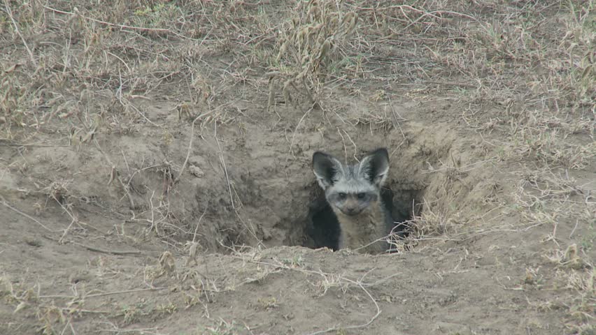 Bat eared Fox