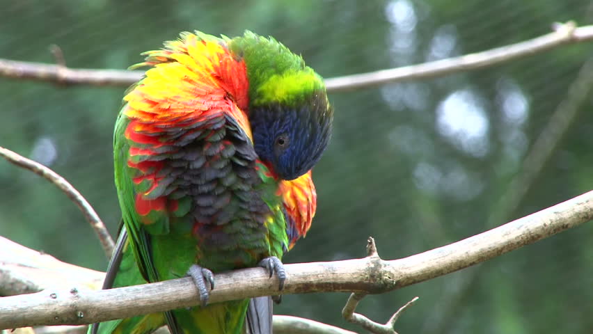 Close up shot of a colorful parrots on tree branch talking back and forth.