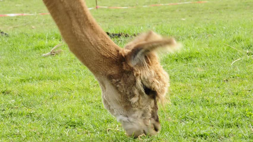alpaca