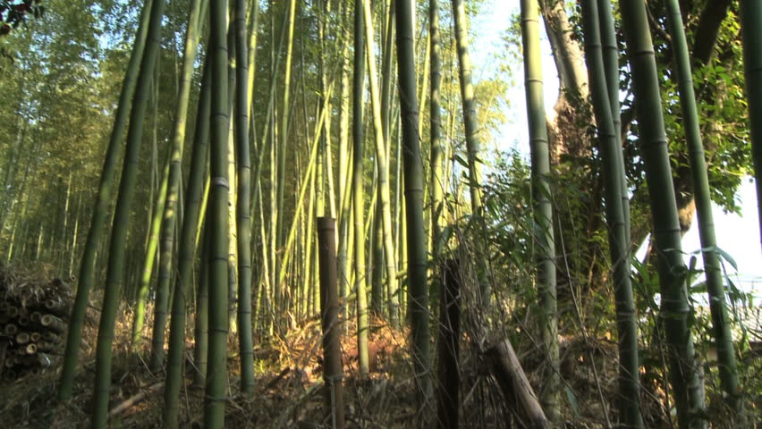 tilt up bamboo trees in wind, Kyoto, Japan