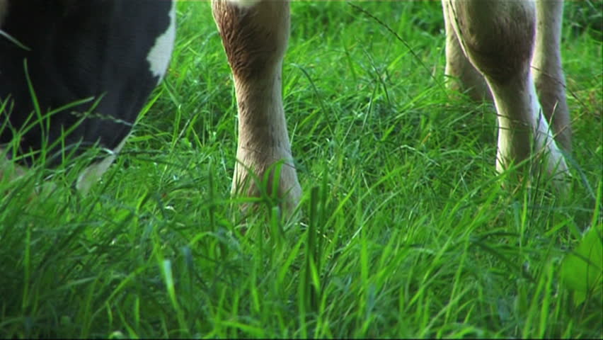 Close up of a cow eating grass