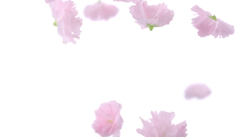 Cherry blossom flowers falling shooting with high speed camera, phantom flex.