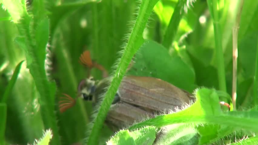 May-bug hidden in the grass