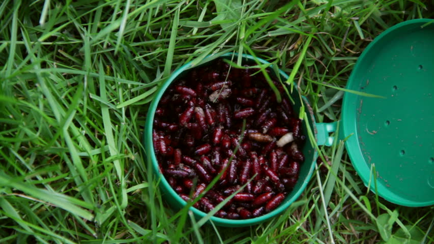 Tray with maggots laying in the grass.