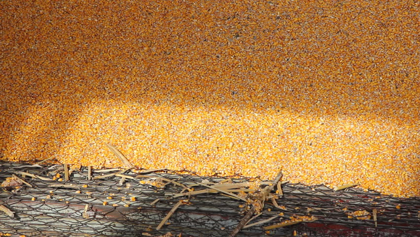 Loading Corn into the Silo
