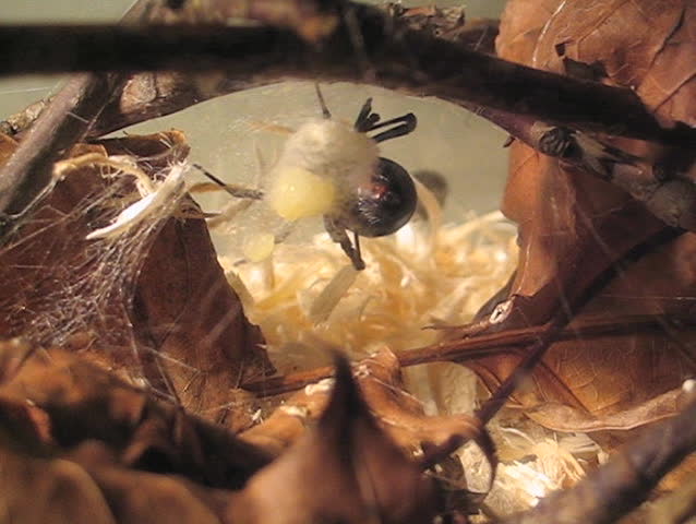 Black Widow Constructing Egg Sac