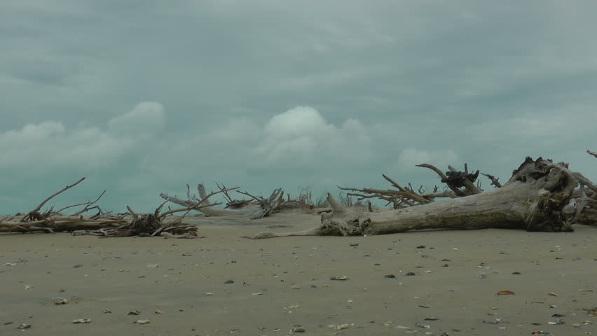 Dead trees and driftwood on a carolina barrier island beach