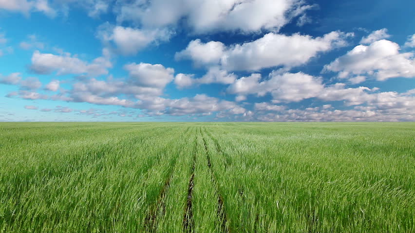 field of green ears and cloudy sky