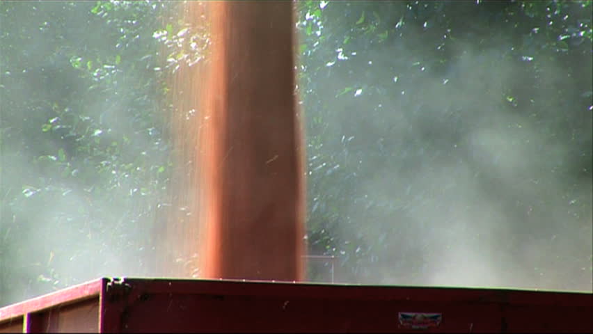 Dried wheat pouring from a combine harvester being collected