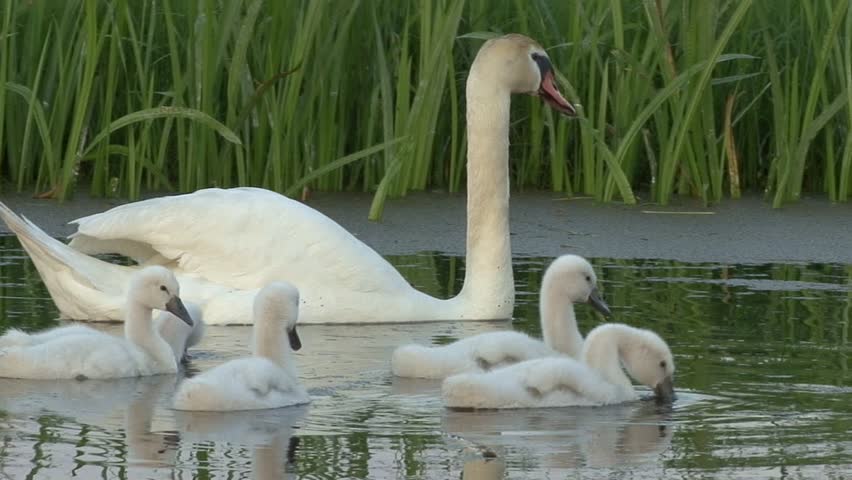swan family