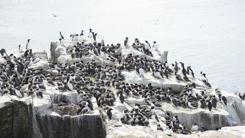 Guillemots and kittiwakes nesting colony - Farne islands, UK.