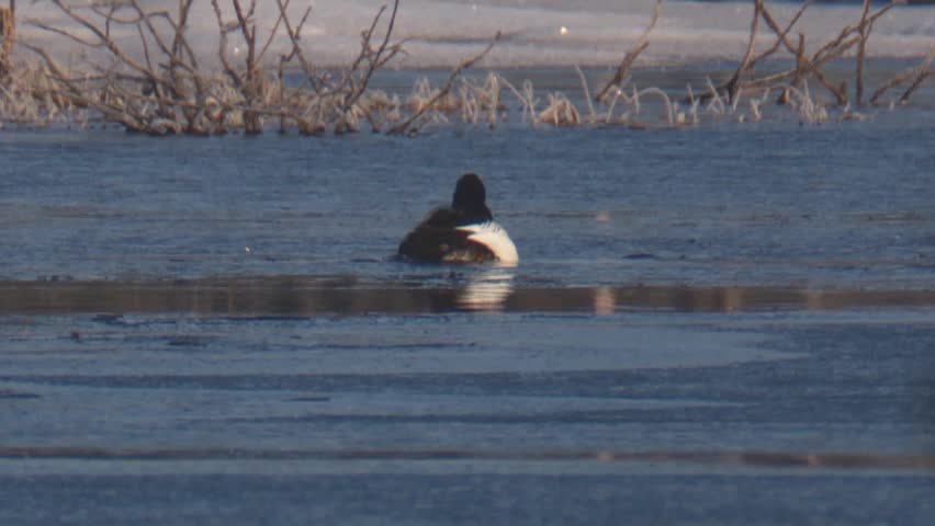 goldeneye duck