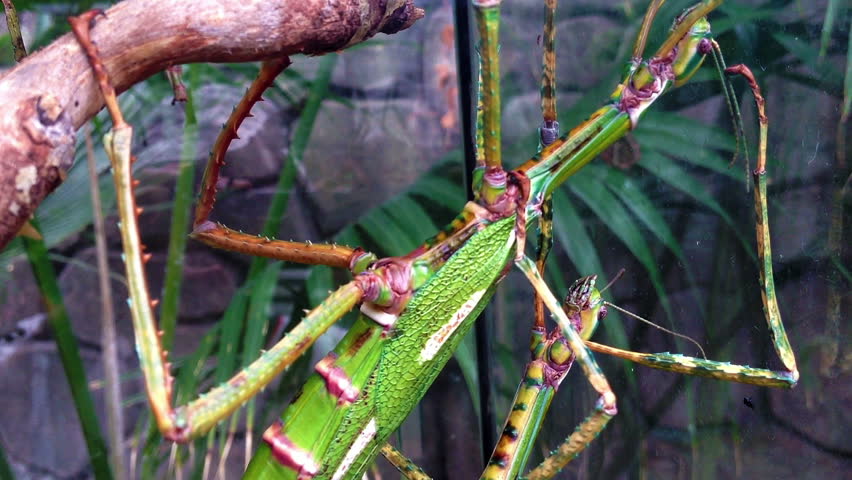 Huge and mysterious stick insect