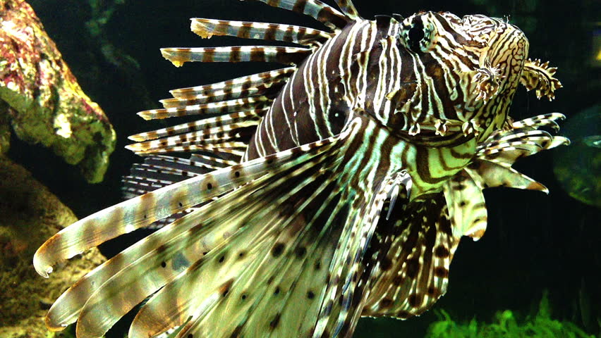 Dangerous Lion fish 
