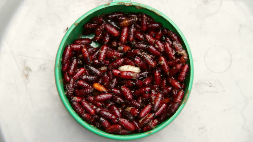 Tray with maggots