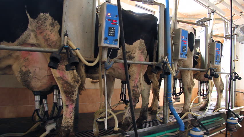 Milking Cows on farm, working with dairy equipment