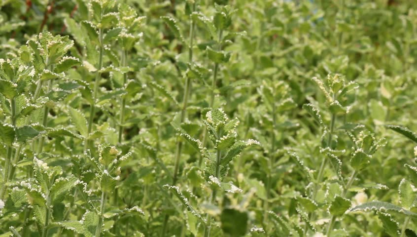 Apple mint field