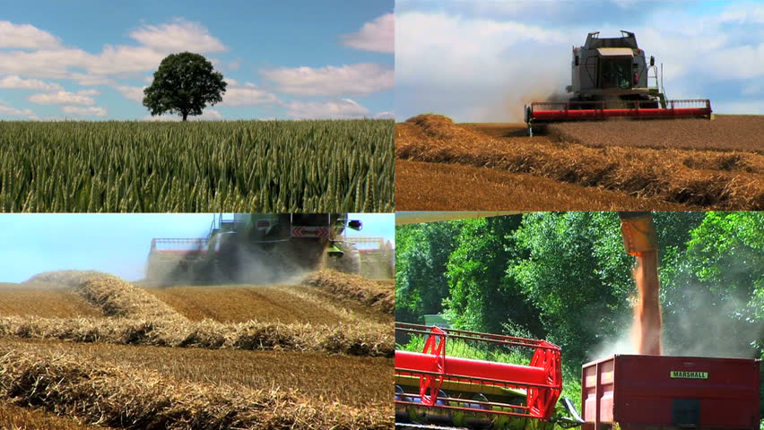 Multiple images of wheat being grown & harvested