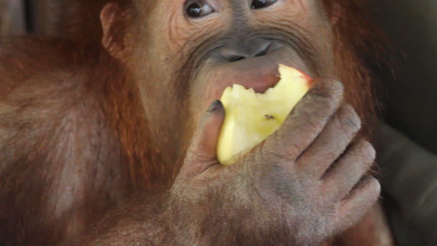 orangutan