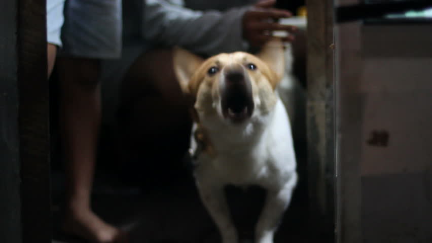 barking dog
