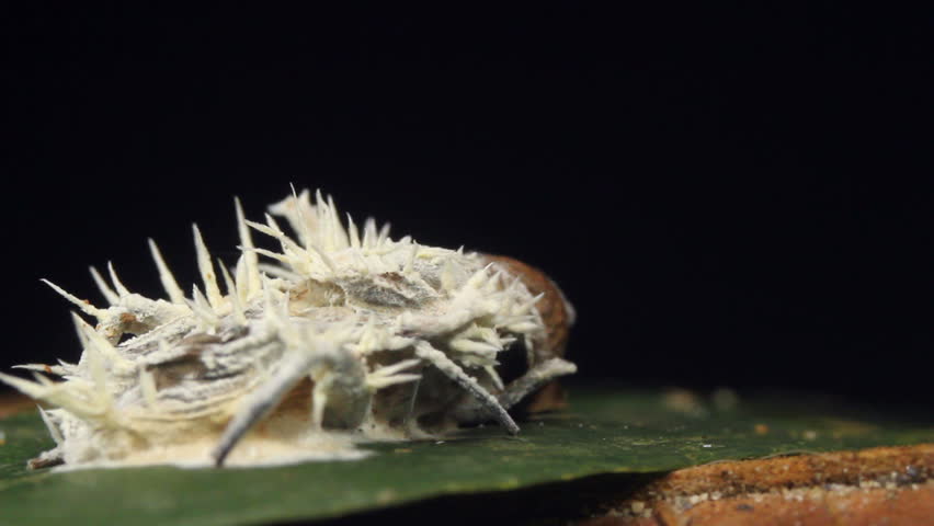 Cordyceps fungus infecting a fly. In rainforest, Ecuador.