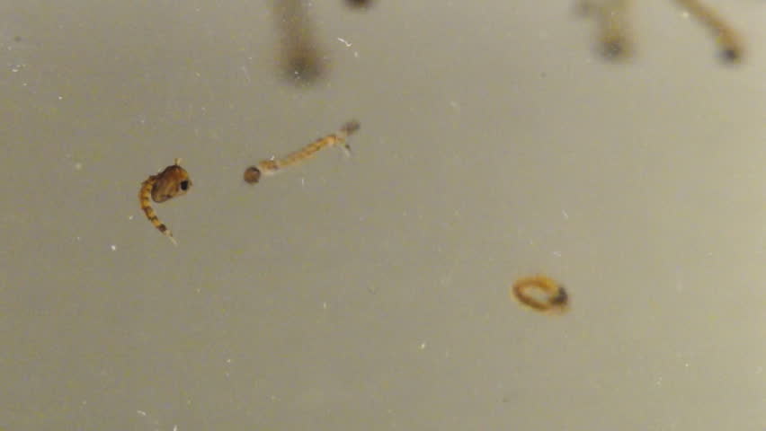 Asian Tiger Mosquito (Aedes albopictus) Larvae and Pupae in polluted water, slow-motion, 1/2 natural speed.
