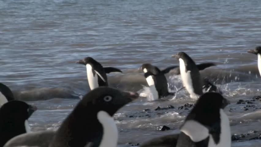 Adelie Penguins going into the water