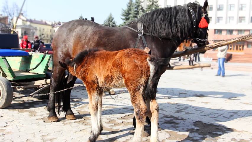 small foal drink some milk from his mother harnessed in chariot