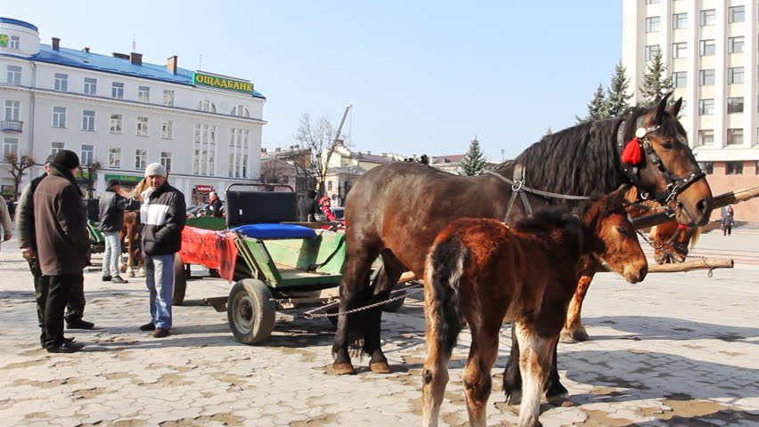 IVANO-FRANKIVSK, UKRAINE - MARCH 23: Small foal with his mother harnessed in chariot and journalists near Administration at protest against bad roads on March 23, 2012 in Ukraine, Ivano-Frankivsk.
