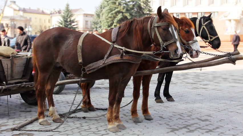 three qualifying horses harnessed to chariot within city