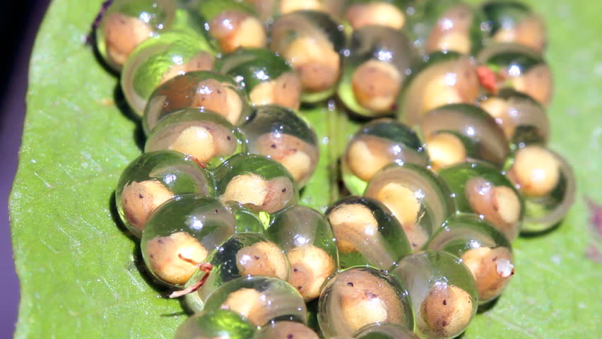Eggs of a glass frog (Hyalinobatrachium sp.) on a leaf over a rainforest stream in Western Ecuador.