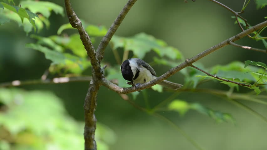 Chickadee eating a seed while perched in a tree