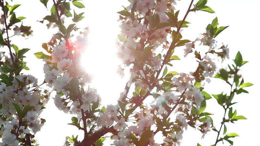 Twigs with sour cherry blossoms, backlight