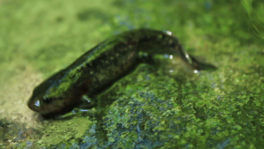 Rhyacotriton variegatus- Southern torrent salamander 