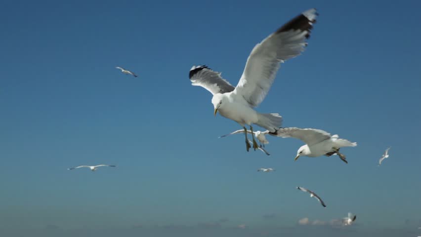 Pieces of bread thrown for several gulls flap and fly in pure blue sky, some of them are very close