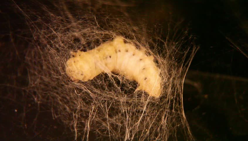 silkworm is netting its cocoon