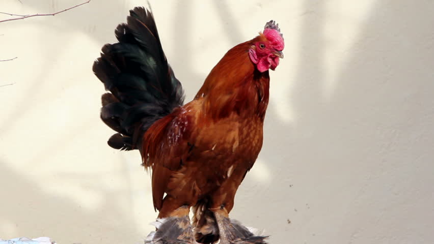 Ornamental birds and poultry