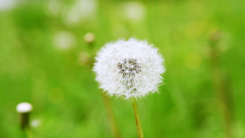 blowball on a meadow