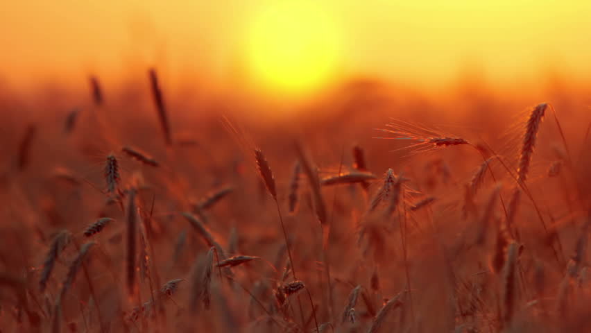 ears of wheat at sunset