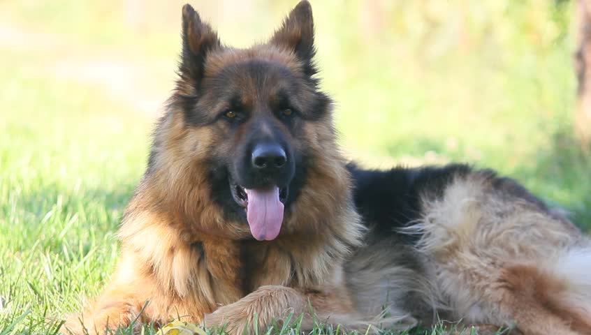 German Shepherd resting
