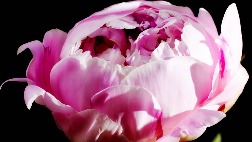 timelapse of peony flowering 