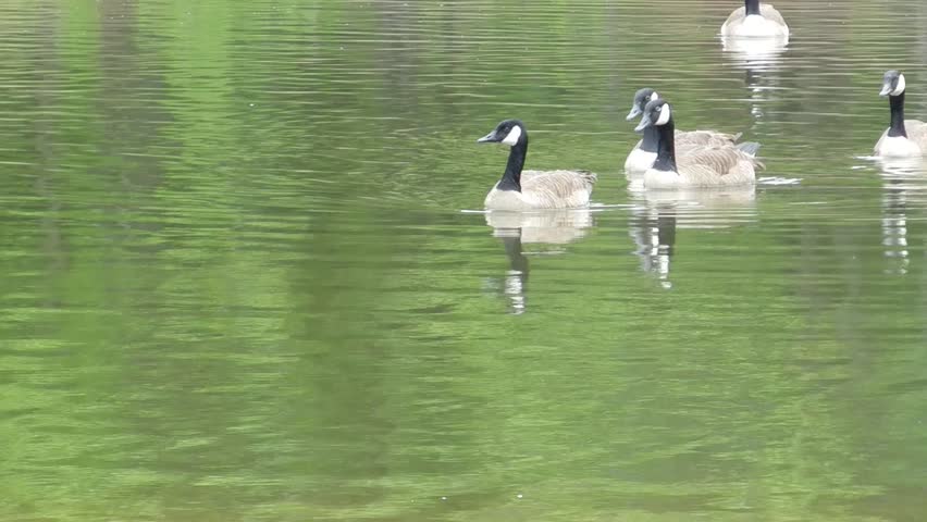 wild geese
