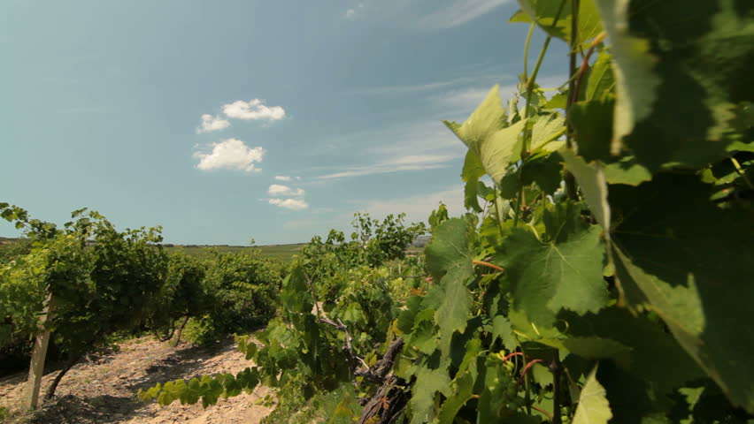 DOLLY:  Vineyard