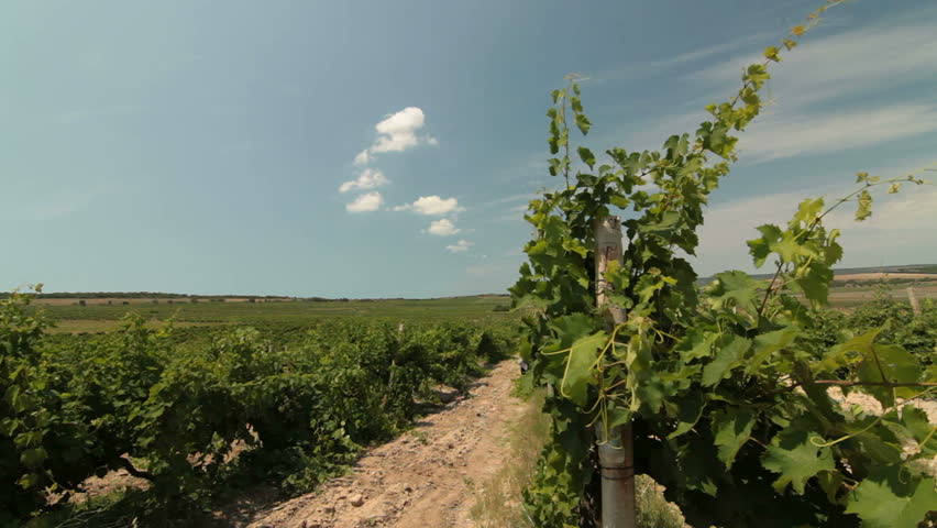 Rows of grapevines in the vineyard. Ukraine, Crimea, Inkerman