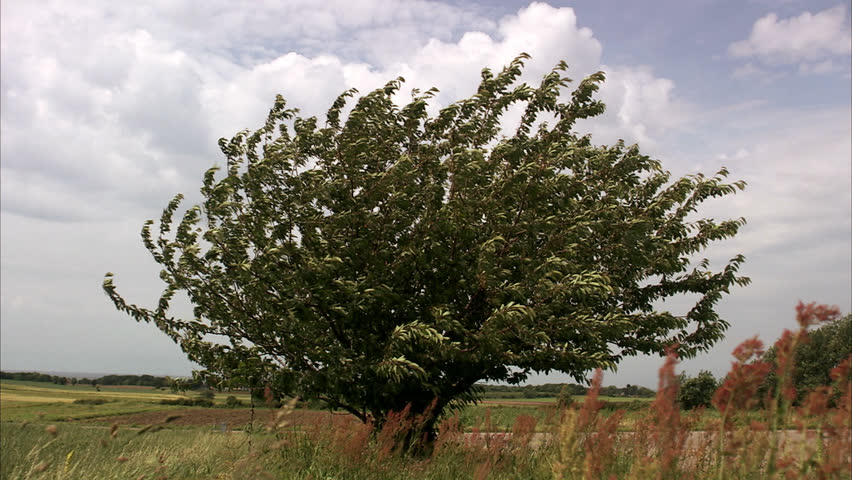 A tree in the wind
